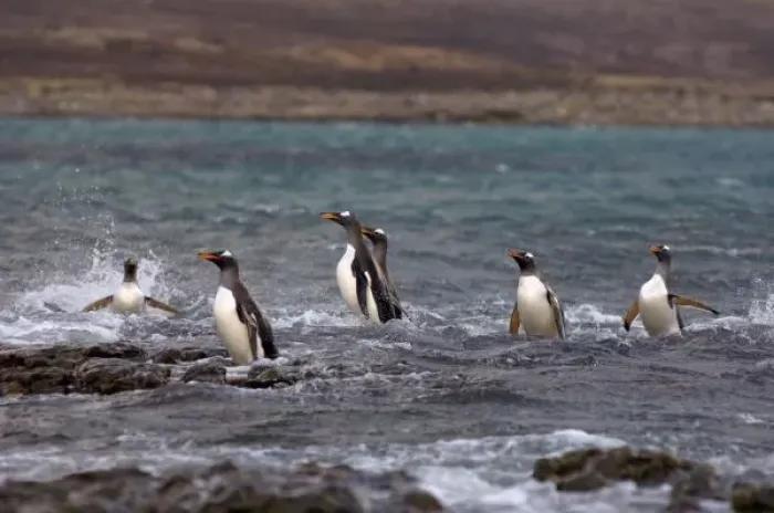 Framed Print : gentoo penguins, Pygoscelis papua, jumping out of the water, Beaver Island, Falkland Islands Framed Print : gentoo penguins, Pygoscelis papua, jumping out of the water, Beaver Island, Falkland Islands