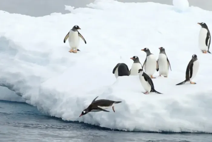 Framed Print : gentoo penguins, Pygoscelis Papua, and chinstrap penguin, Pygoscelis antarctica, on glacial ice Framed Print : gentoo penguins, Pygoscelis Papua, and chinstrap penguin, Pygoscelis antarctica, on glacial ice