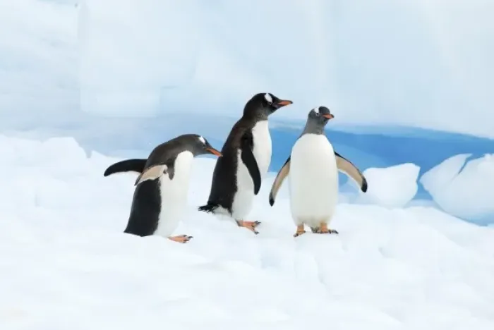 Framed Print : gentoo penguins, Pygoscelis Papua, on an iceberg off the western Antarctic Peninsula Framed Print : gentoo penguins, Pygoscelis Papua, on an iceberg off the western Antarctic Peninsula