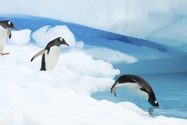 Gentoo penguins, Pygoscelis Papua, jumping off glacial ice, western Antarctic Peninsula