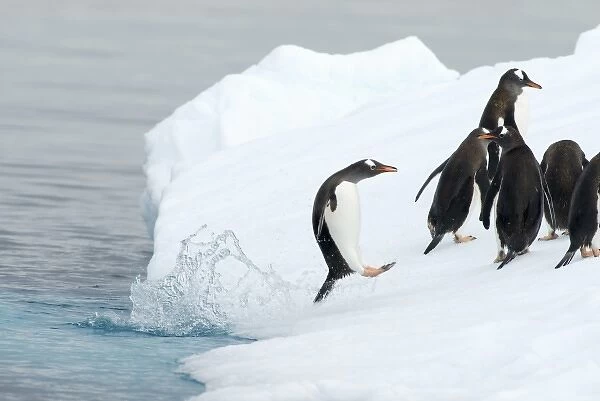gentoo penguins, Pygoscelis Papua, jumping onto glacial ice, western Antarctic Peninsula