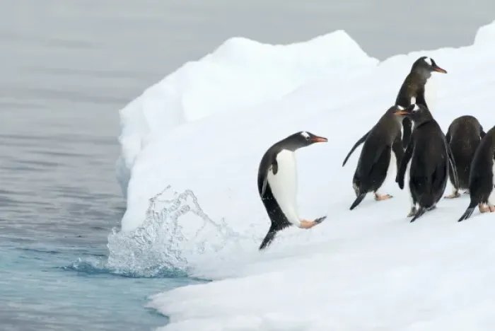 Framed Print : gentoo penguins, Pygoscelis Papua, jumping onto glacial ice, western Antarctic Peninsula
