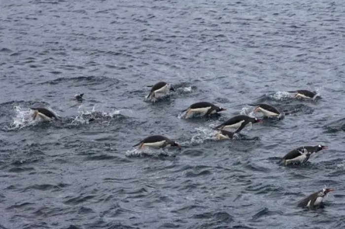 Framed Print : gentoo penguins, Pygoscelis Papua, swimming in waters off the western Antarctic Peninsula Framed Print : gentoo penguins, Pygoscelis Papua, swimming in waters off the western Antarctic Peninsula