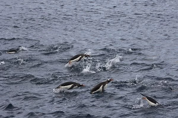 gentoo penguins, Pygoscelis Papua, swimming in waters off the western Antarctic Peninsula