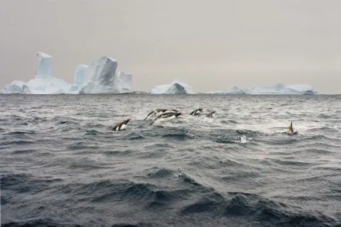 Framed Print : gentoo penguins, Pygoscelis Papua, swimming in waters off the western Antarctic Peninsula