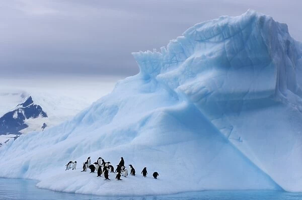 gentoo penguins, Pygoscelis Papua, on an iceberg off the western Antarctic Peninsula