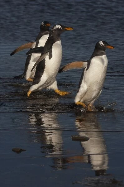 Gentoo Penguins (Pygoscelis papua) on Sea Lion Island, south of mainland, east Falkland Island