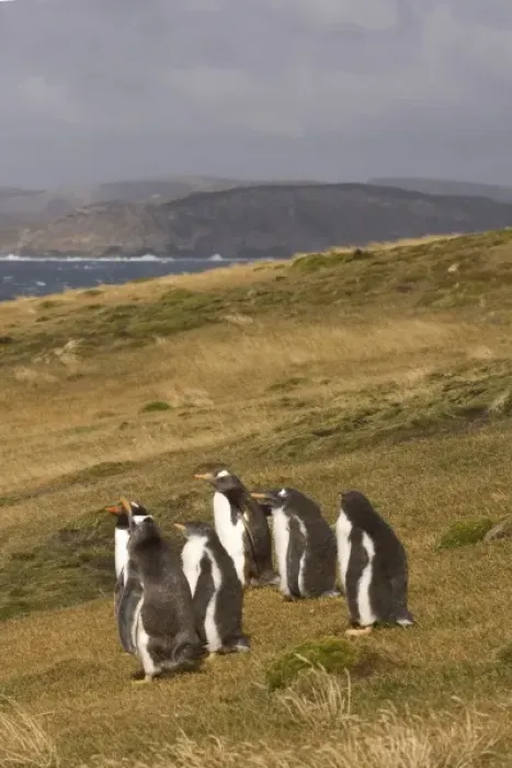 Framed Print : gentoo penguins, Pygoscelis papua, on Beaver Island, Falkland Islands, South Atlantic