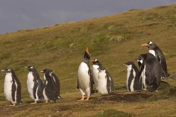gentoo penguins, Pygoscelis papua, with chicks on Beaver Island, Falkland Islands