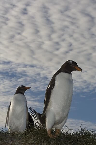 Gentoo Penguins (Pygoscelis papua), Keppel Island, off north coast of West Falkland