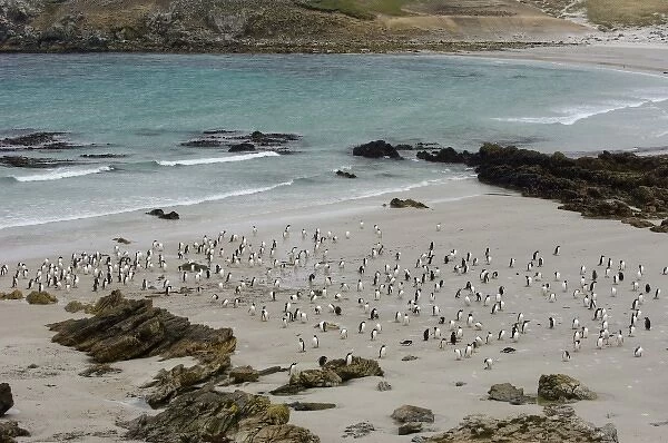 Gentoo Penguins (Pygoscelis papua) on beach. Pebble Island, off north coast of West Falkland