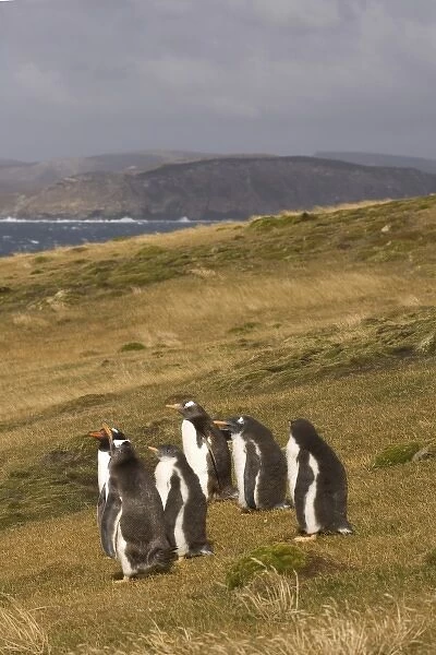 gentoo penguins, Pygoscelis papua, on Beaver Island, Falkland Islands, South Atlantic
