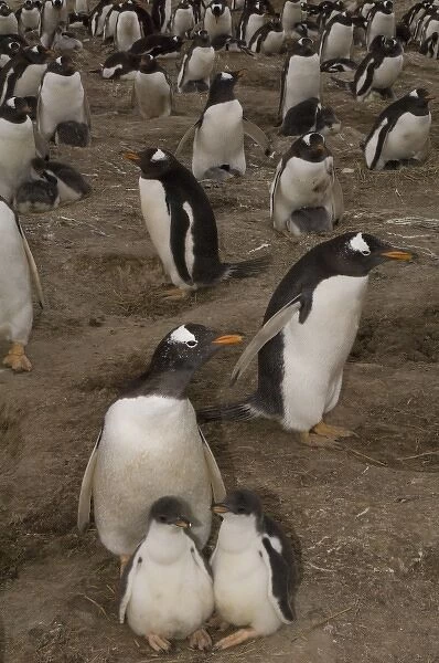 Gentoo Penguins (Pygoscelis papua) and chicks. These penguins are residents and breed