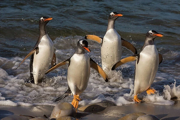 Gentoo penguins, Pygoscelis Papua, coming ashore. Pebble Island, Falkland Islands