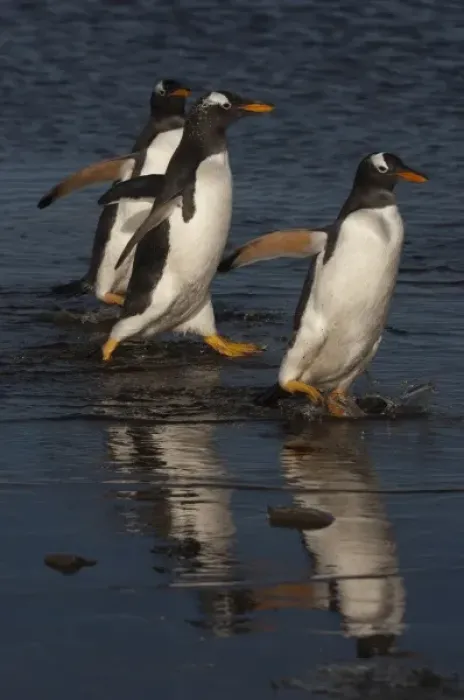 Framed Print : Gentoo Penguins (Pygoscelis papua) on Sea Lion Island, south of mainland, east Falkland Island