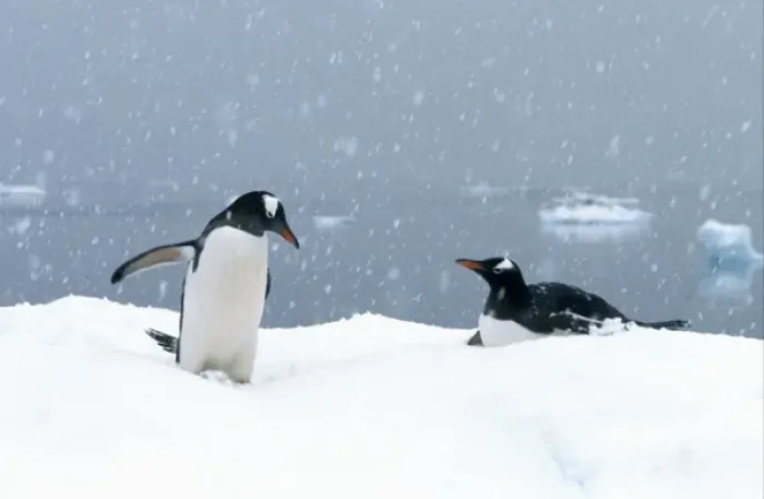 Framed Print : Gentoo Penguins (Pygoscelis papua) In snow; Antarctic Peninsula, Antarctica Framed Print : Gentoo Penguins (Pygoscelis papua) In snow; Antarctic Peninsula, Antarctica