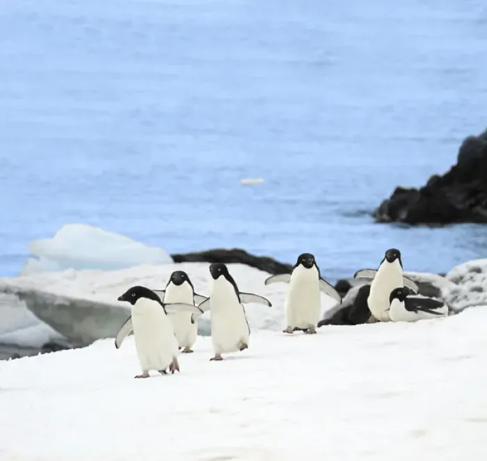 Framed Print : Gentoo penguins (Pygoscelis papua) waddle away from the Arctic Sea toward their rookery Framed Print : Gentoo penguins (Pygoscelis papua) waddle away from the Arctic Sea toward their rookery