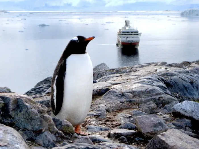 Framed Print : A Gentoo (Pygoscelis papua) at Neko Harbor, Antarctica on a rocky mountain with a Framed Print : A Gentoo (Pygoscelis papua) at Neko Harbor, Antarctica on a rocky mountain with a