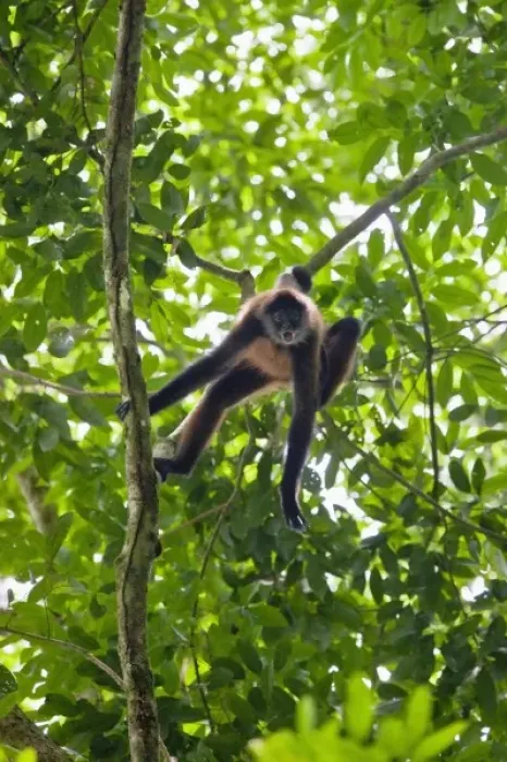 Framed Print : Geoffroys Spider Monkey (Ateles geoffroyi) aggressively screams and howls to