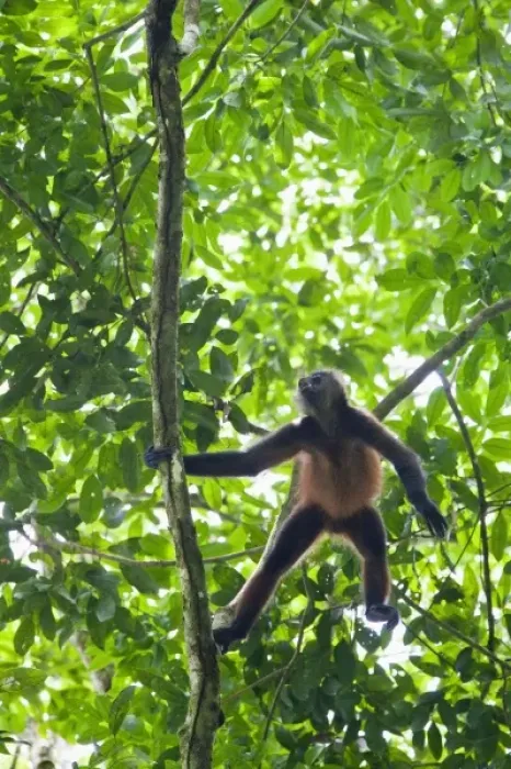 Framed Print : Geoffroys Spider Monkey (Ateles geoffroyi) aggressively screams and howls to