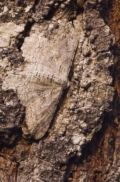 Geometer Moth, Geometridae, adult on mesquite tree bark camouflaged, Willacy County