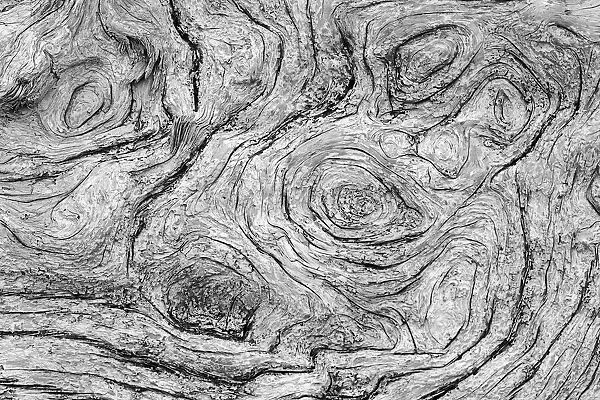 Geometric pattern in eroded driftwood, Bandon Beach, Oregon