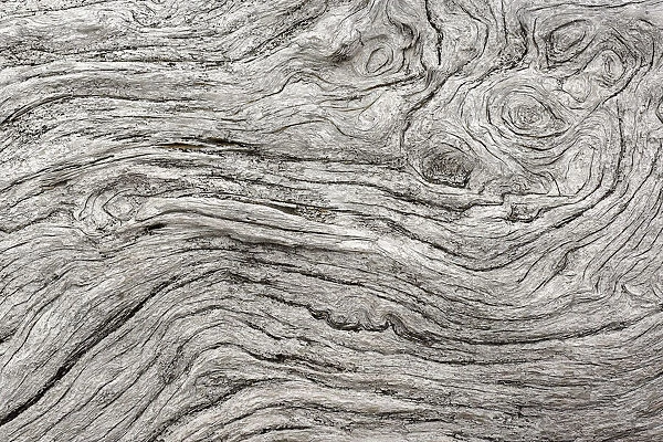 Geometric pattern in eroded driftwood, Bandon Beach, Oregon