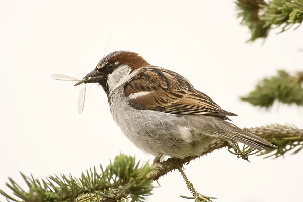 George Reifel Migratory Bird Sanctuary, British Columbia, Canada