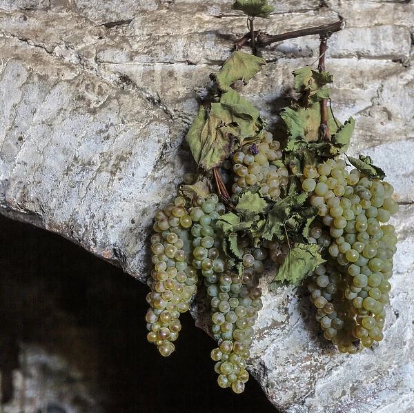 Georgia, Kakheti. Grapes hanging on an archway at a winery