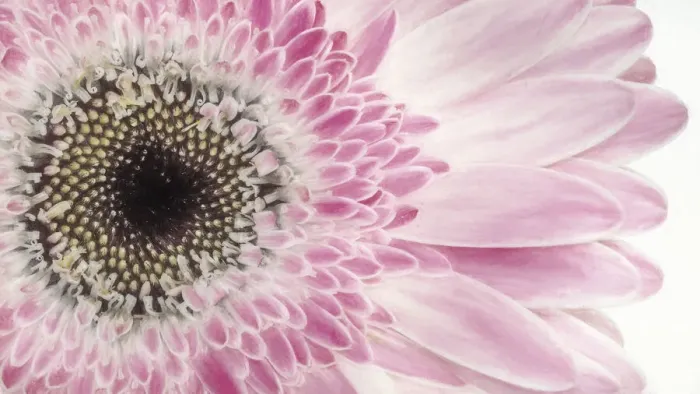Framed Print : Gerbera Daisy. Credit as: Don Paulson  /  Jaynes Gallery  /  DanitaDelimont. com