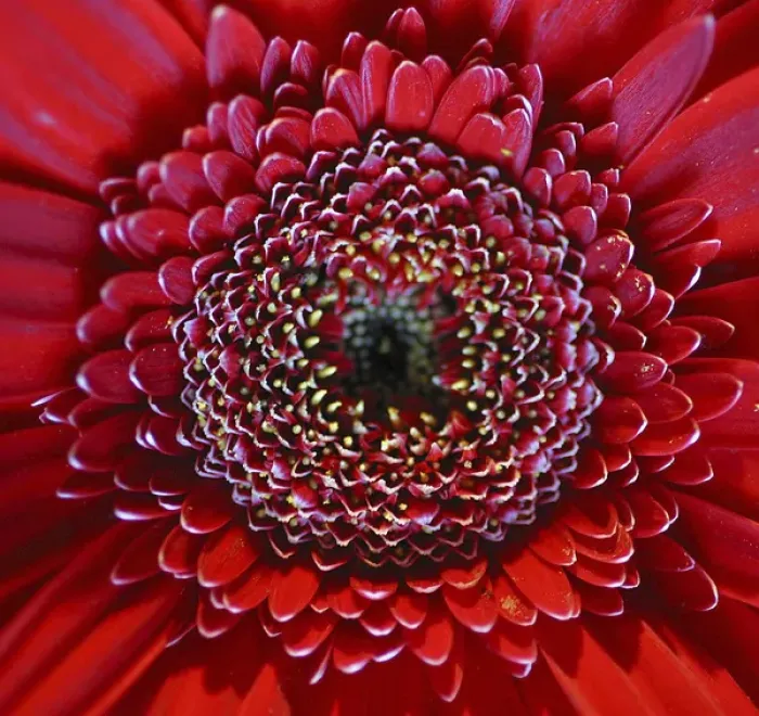 Framed Print : gerbera, daisy, flower, closeup, study, bloom, red, macro, detail, NA01 AMI0285 Framed Print : gerbera, daisy, flower, closeup, study, bloom, red, macro, detail, NA01 AMI0285