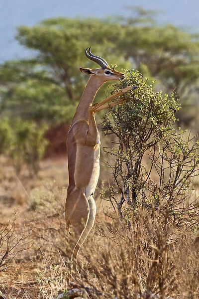 Gerenuk standing on hind legs browsing, Samburu National Game Reserve, Kenya; Africa