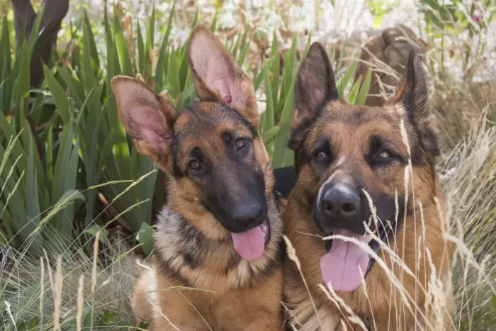Framed Print : German Shepherd adult and puppy (PR) Framed Print : German Shepherd adult and puppy (PR)