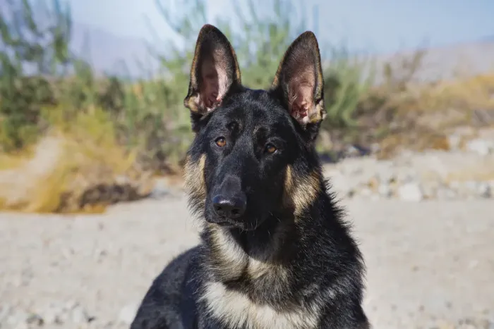 Framed Print : German Shepherd in the Coachella Valley, California