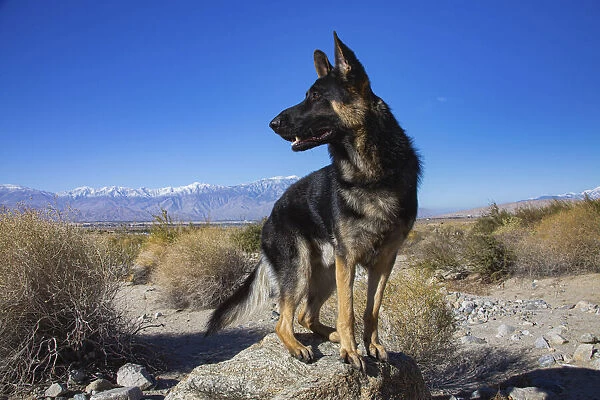 German Shepherd in the Coachella Valley, California