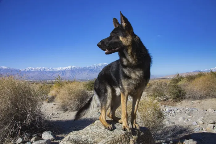 Framed Print : German Shepherd in the Coachella Valley, California Framed Print : German Shepherd in the Coachella Valley, California