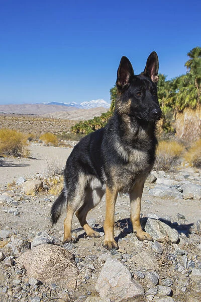 German Shepherd, Coachella Valley, California