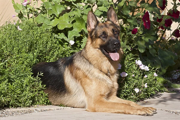 A German Shepherd lying on a garden path surrounded by greenery