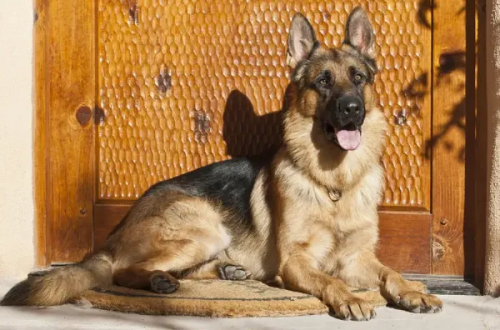 Framed Print : German Shepherd lying on a welcome mat at the front door Framed Print : German Shepherd lying on a welcome mat at the front door