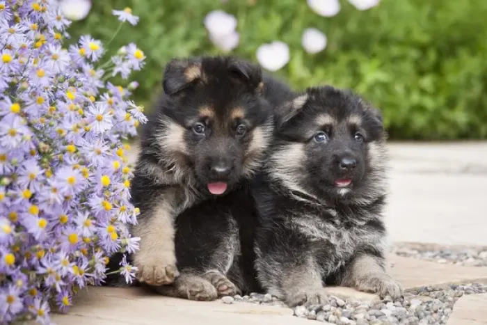 Framed Print : Two German Shepherd puppies sitting next to purple daisies on a garden pathway