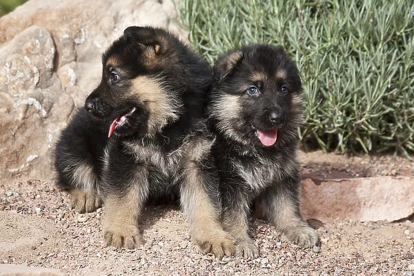 Two German Shepherd puppies sitting next to a rock on a garden pathway