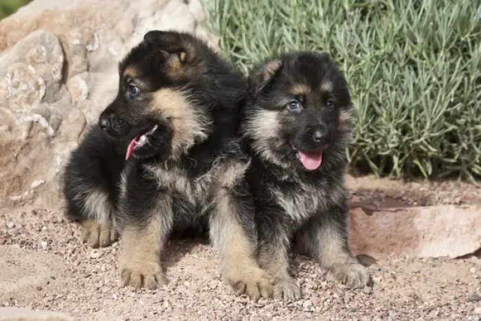 Framed Print : Two German Shepherd puppies sitting next to a rock on a garden pathway