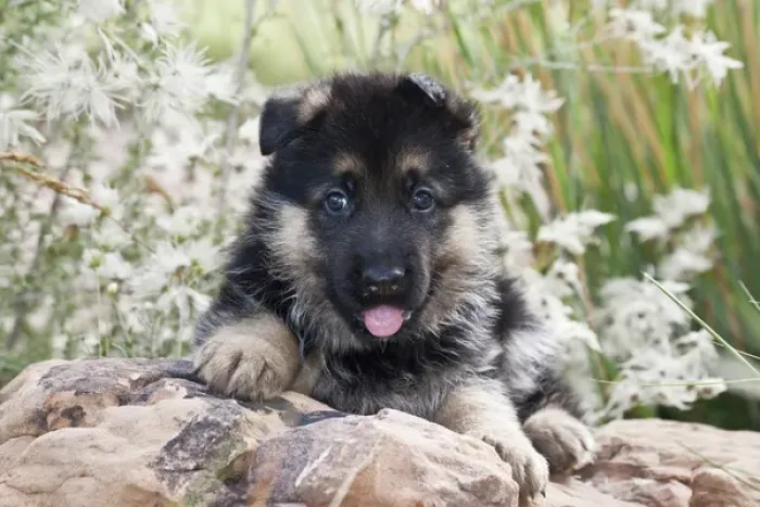 Framed Print : German Shepherd puppy lying on rock in garden Framed Print : German Shepherd puppy lying on rock in garden