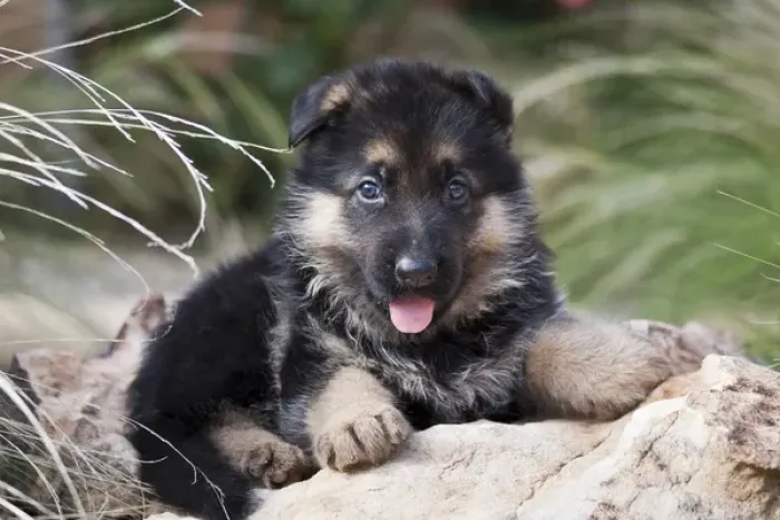 Framed Print : German Shepherd puppy lying on a rock amongst tall grasses