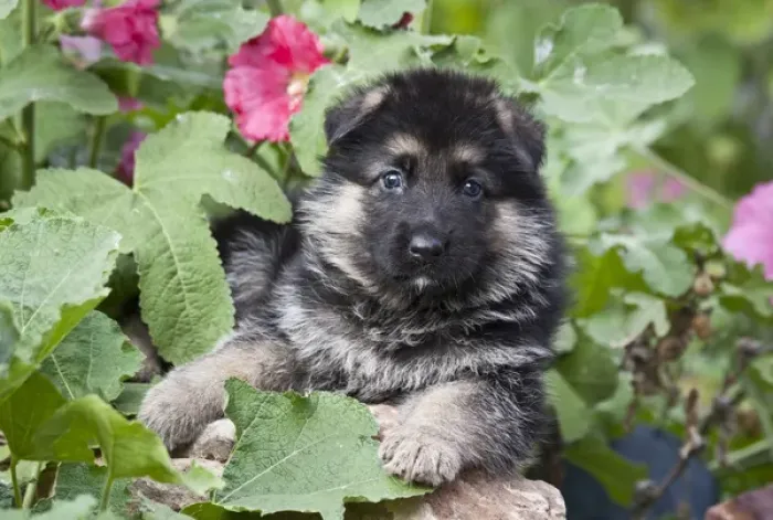 Framed Print : German Shepherd puppy peeking out of a garden bush Framed Print : German Shepherd puppy peeking out of a garden bush