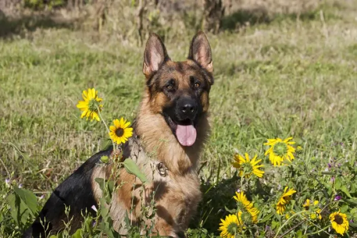 Framed Print : German Shepherd sitting behind sunflowers in a field Framed Print : German Shepherd sitting behind sunflowers in a field
