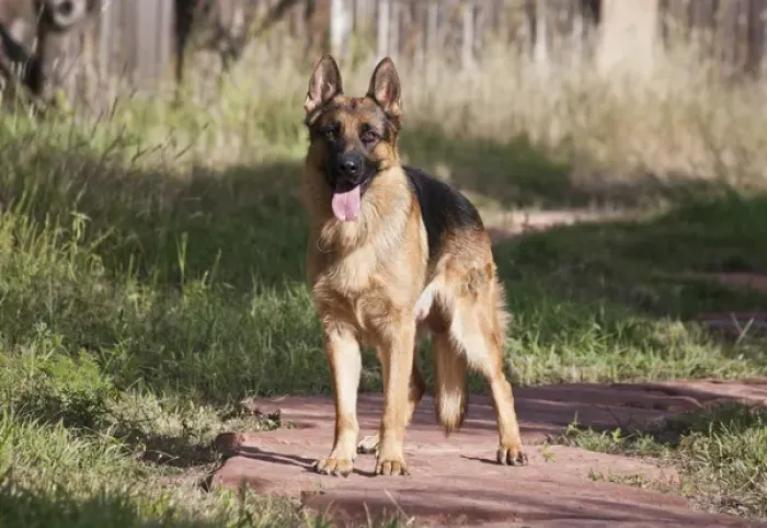 Framed Print : German Shepherd standing on a sandstone pathway in a yard Framed Print : German Shepherd standing on a sandstone pathway in a yard