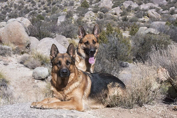Two German Shepherds in the foothills MR
