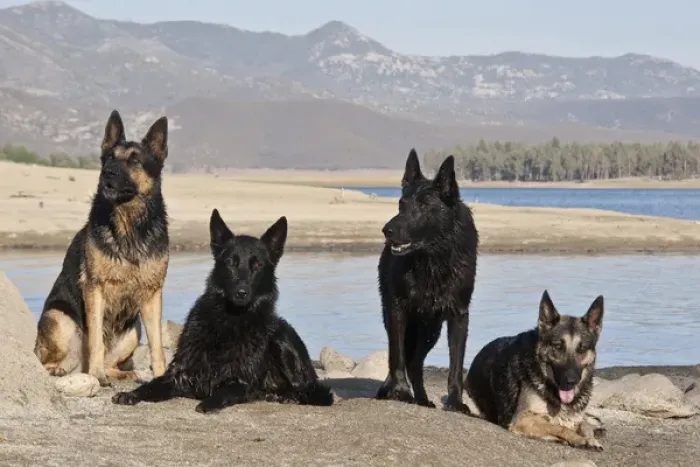 Framed Print : Four German Shepherds together on a rock outcrop at Lake Hemet in the San Jacinto Framed Print : Four German Shepherds together on a rock outcrop at Lake Hemet in the San Jacinto