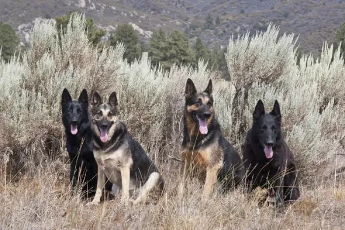 Framed Print : Four German Shepherds sitting in a field of sage brush and pine trees Framed Print : Four German Shepherds sitting in a field of sage brush and pine trees